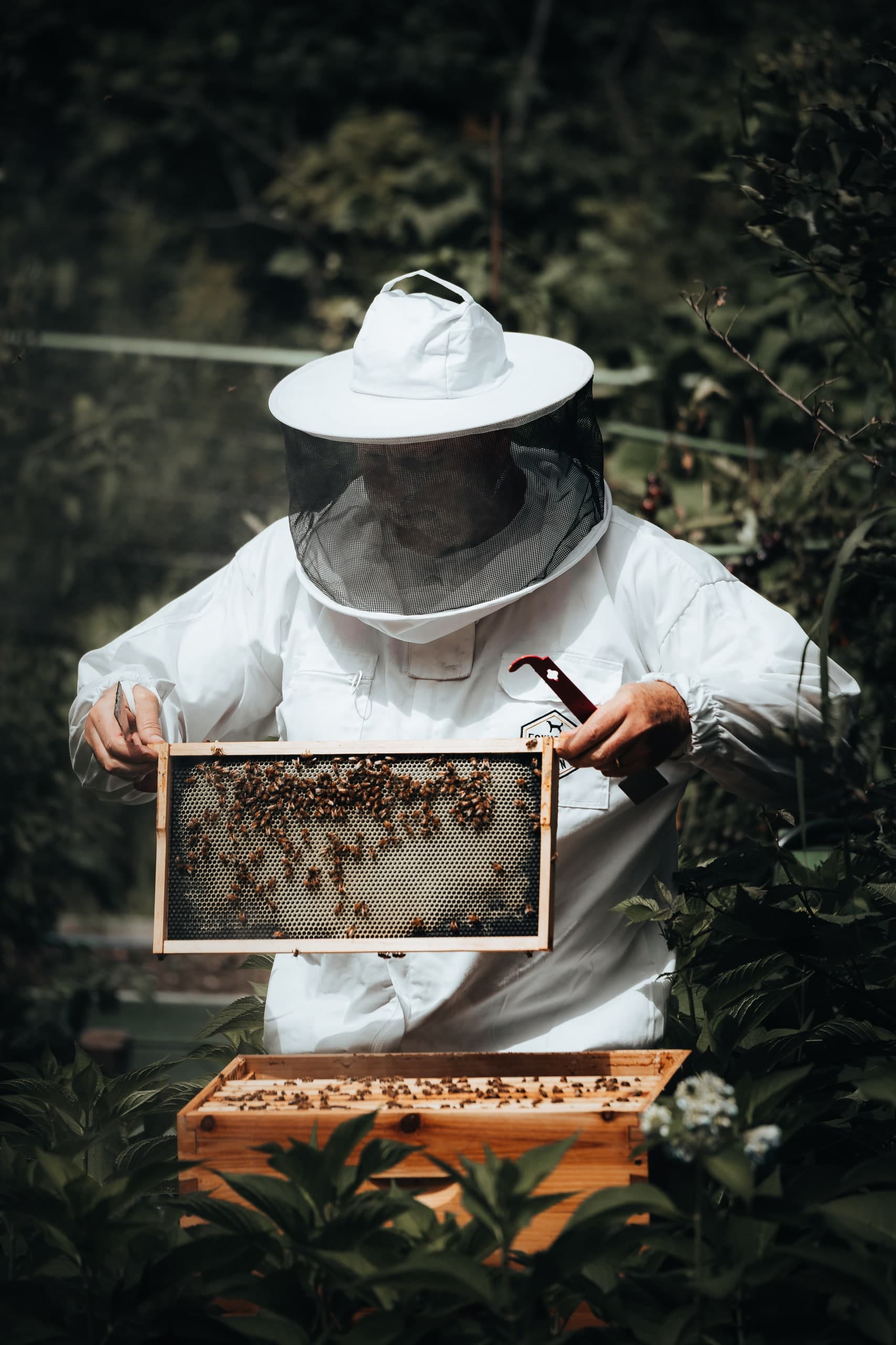 A beekeeper in a full veil examining a frame of honeycomb.