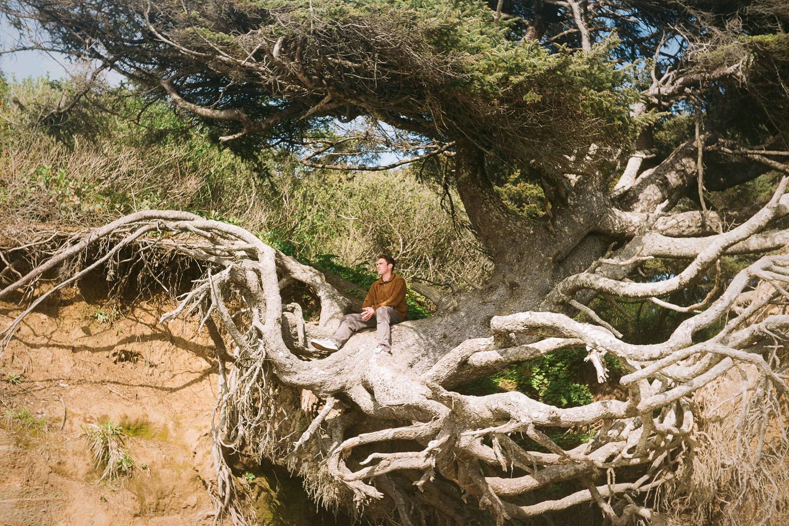 A person sitting within the sprawling, sun-bleached root system of a wind-bent coastal cypress tree.