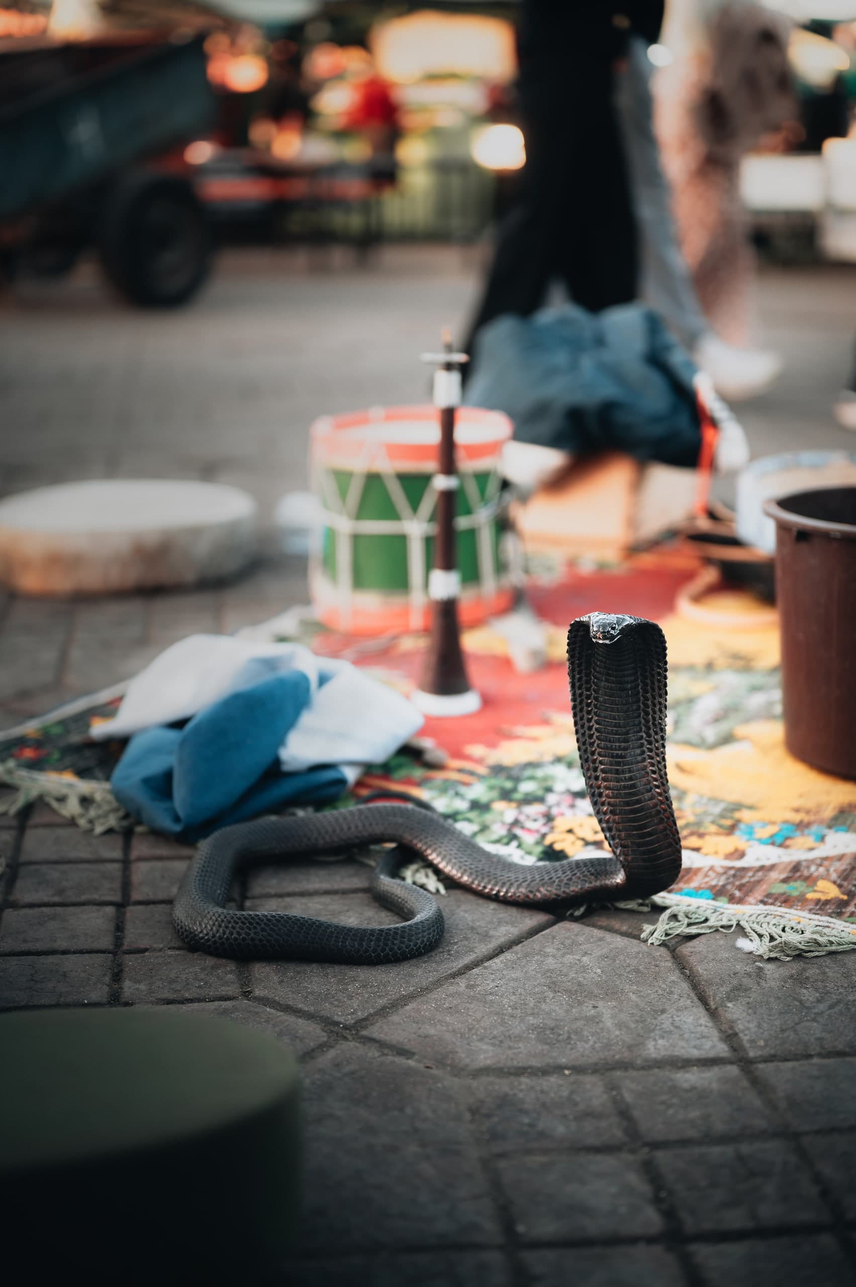 A cobra coiled on a rug, a snake charmer's basket and instruments beside it, a curtained doorway blurred behind.